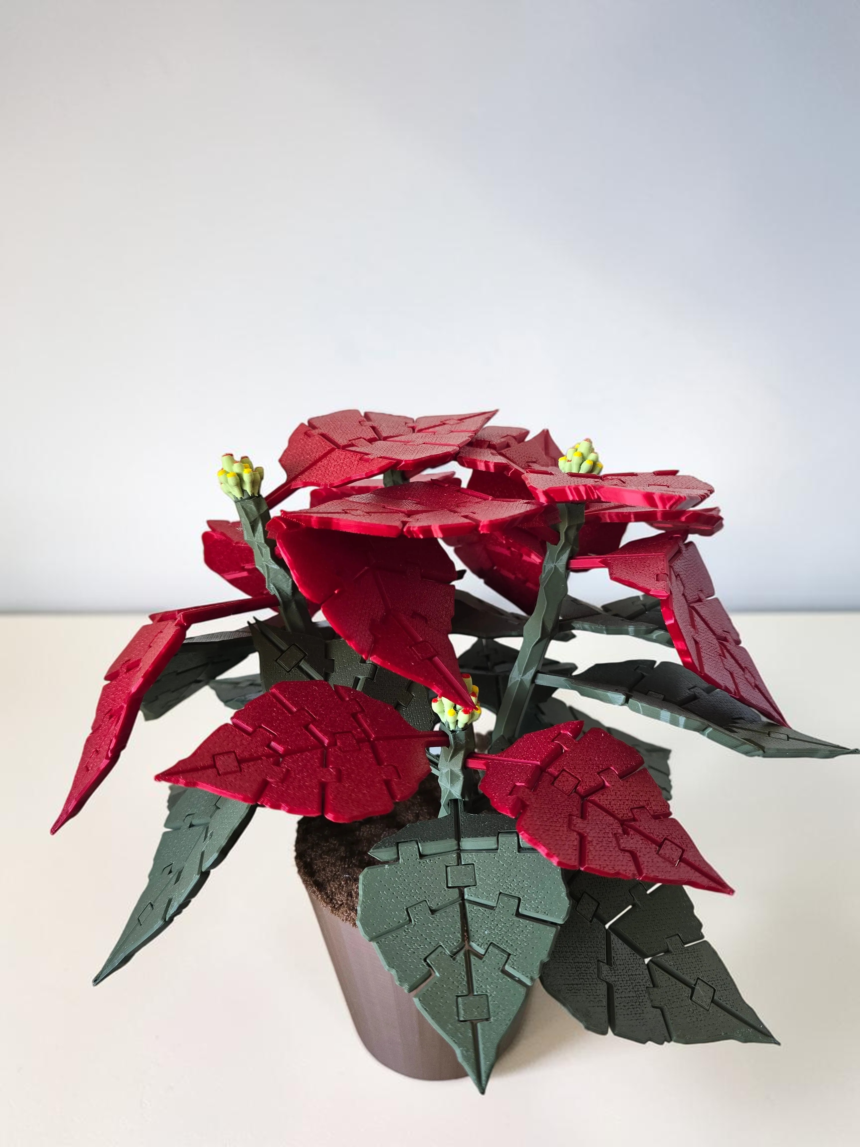 Kerstster (Poinsettia)